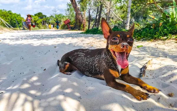 Meksykański Słodkie Zabawy Brązowy Rosyjski Zabawka Terrier Pies Chce Grać — Zdjęcie stockowe