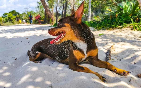 Mexicano Lindo Juguetón Marrón Ruso Juguete Terrier Perro Quiere Jugar —  Fotos de Stock