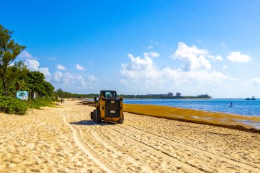 Playa del Carmen Quintana Roo Meksika 05. Ağustos 2021 Kazıcı, güzel Karayipler sahilinde deniz yosunu bulmak için kumu ve denizi kazıyor..