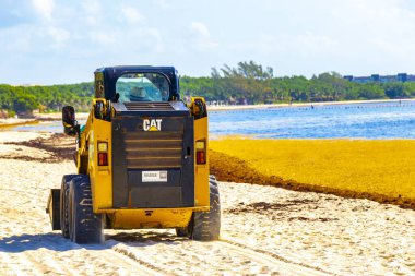 Playa del Carmen Quintana Roo Meksika 05. Ağustos 2021 Kazıcı, güzel Karayipler sahilinde deniz yosunu bulmak için kumu ve denizi kazıyor..