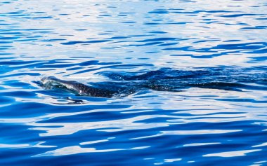 Cancun Quintana Roo Mexico 'da büyük, güzel balina köpekbalığı su yüzeyinde dalış ve şnorkelle yüzer..