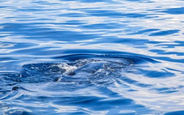 Cancun Quintana Roo Mexico 'da büyük, güzel balina köpekbalığı su yüzeyinde dalış ve şnorkelle yüzer..