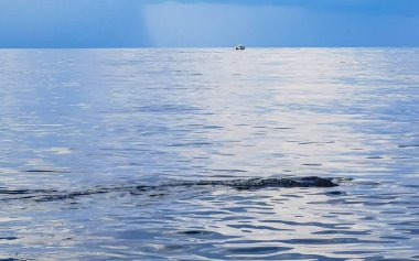 Cancun Quintana Roo Mexico 'da büyük, güzel balina köpekbalığı su yüzeyinde dalış ve şnorkelle yüzer..