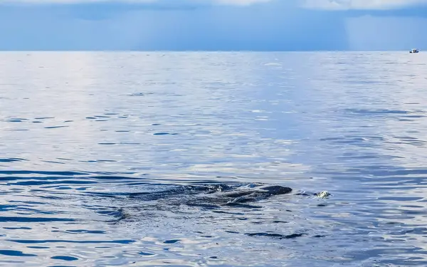 Τεράστια Όμορφη Φάλαινα Καρχαρία Κολυμπά Στην Επιφάνεια Του Νερού Στην — Φωτογραφία Αρχείου