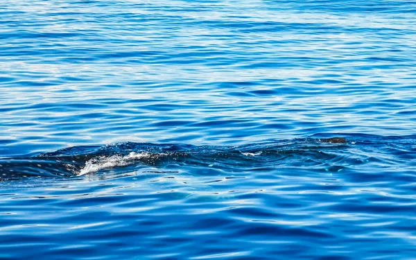 Huge Beautiful Whale Shark Swims Water Surface Boat Tour Dive — Stock Photo, Image