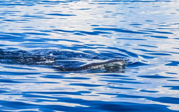 在墨西哥坎昆金塔纳罗奥岛 巨大美丽的鲸鲨在水面上潜水潜水和潜水 — 图库照片