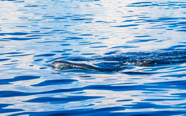Riesiger Schöner Walhai Schwimmt Auf Der Wasseroberfläche Bei Bootstour Mit — Stockfoto