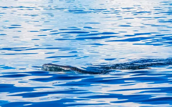 Enorme Tubarão Baleia Nada Superfície Água Passeio Barco Com Mergulho — Fotografia de Stock