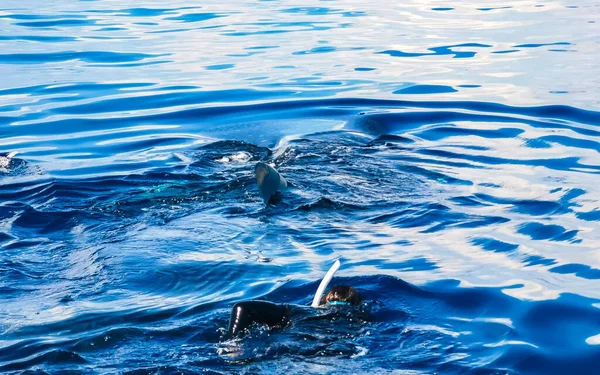 Enorme Tiburón Ballena Hermosa Nada Superficie Del Agua Barco Tour — Foto de Stock