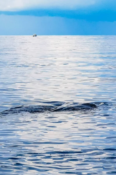 巨大な美しいクジラのサメは カンクン クインタナ メキシコのダイビングとシュノーケルでボートツアーで水面に泳ぎます — ストック写真