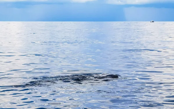 Enorme Tubarão Baleia Nada Superfície Água Passeio Barco Com Mergulho — Fotografia de Stock