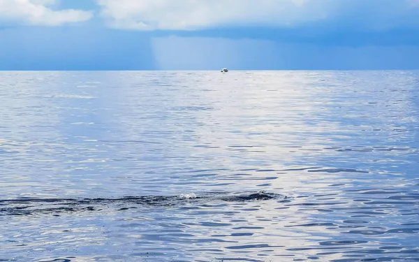 Enorme Mooie Walvishaai Zwemt Het Wateroppervlak Boottocht Met Duik Snorkel — Stockfoto