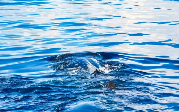 Obrovské Krásné Velrybí Žralok Plave Vodní Hladině Lodi Turné Potápění — Stock fotografie