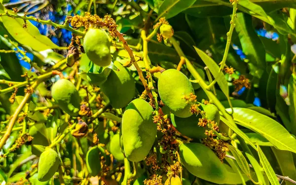 緑と黄色のマンゴーは熟したマングーの木にぶら下がる 熱帯の性質 ゼティエラプエルトエスコンディードオアハカメキシコ — ストック写真
