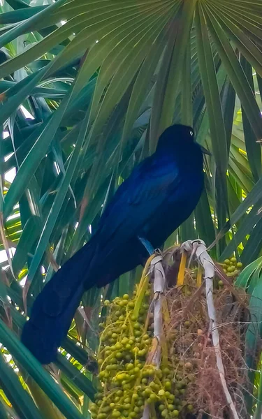 グレーステールの鳥は メキシコのゼティエラプエルトエスコンドミニアムオアハカのトロピカルな自然の中で植物の木に座っています — ストック写真