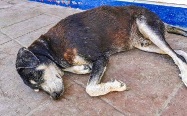 Sokak köpeği Puerto Escondido Oaxaca 'da sokakta uyuyor ve dinleniyor..