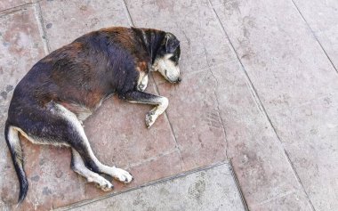 Sokak köpeği Puerto Escondido Oaxaca 'da sokakta uyuyor ve dinleniyor..