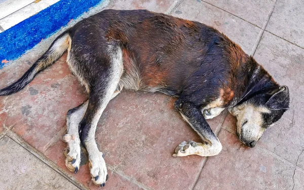 Stray dog pet sleeps and relaxes on the street in Puerto Escondido Oaxaca Mexico.