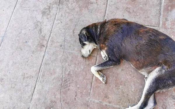 Αδέσποτο Κατοικίδιο Ζώο Σκυλί Κοιμάται Και Χαλαρώνει Στο Δρόμο Στο — Φωτογραφία Αρχείου