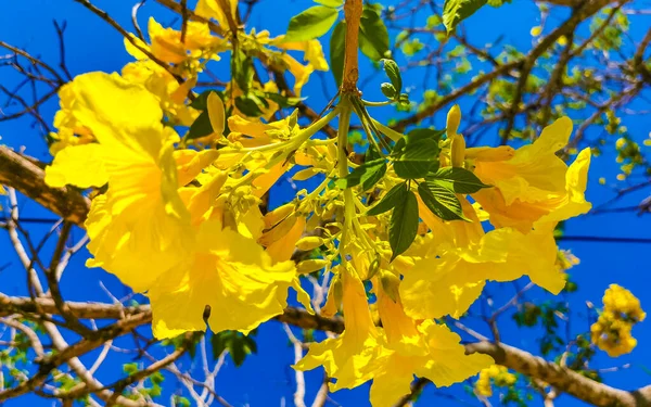 Bela Planta Árvore Tropical Com Flores Amarelas Fundo Azul Céu — Fotografia de Stock