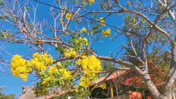 美しいトロピカルツリー植物 黄色の花と青い空の背景 ゼティエラプエルトエスコンドミドオアハカメキシコ — ストック動画