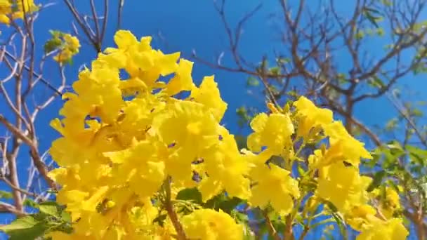 Piękna Tropikalna Roślina Żółtymi Kwiatami Błękitnym Tle Nieba Zicatela Puerto — Wideo stockowe