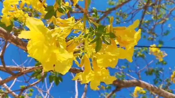 Bela Planta Árvore Tropical Com Flores Amarelas Fundo Azul Céu — Vídeo de Stock