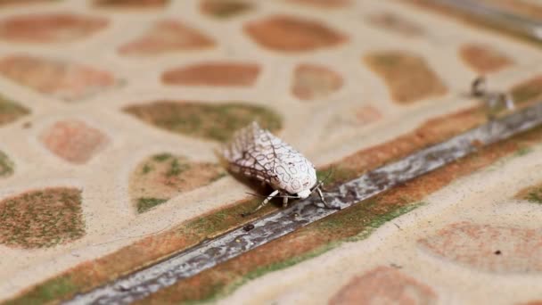 Weiße Große Tropische Mottenfalter Insekt Auf Dem Boden Playa Del — Stockvideo
