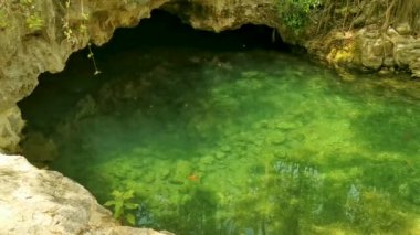 Güzel Cenote Park Yaxmuul Yax-Muul kireç taşı kayaları turkuaz mavi yeşil su ve Tulum Quintana Roo Meksika 'da doğa ormanı..