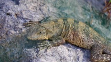 Huge Iguana gecko animal on rocks at the natural tropical jungle and forest behind fence in Playa del Carmen Mexico.