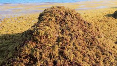 The beautiful Caribbean beach totally filthy and dirty the nasty seaweed sargazo problem in Playa del Carmen Quintana Roo Mexico.