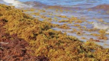 The beautiful Caribbean beach totally filthy and dirty the nasty seaweed sargazo problem in Playa del Carmen Quintana Roo Mexico.