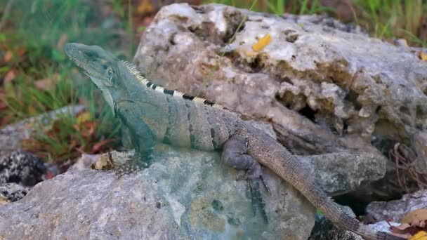 Huge Iguana Gecko Animal Rocks Natural Tropical Jungle Forest Fence — 图库视频影像