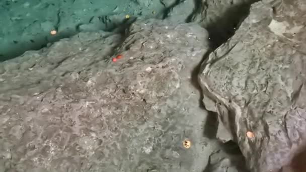 Vacker Cenote Park Yaxmuul Yax Muul Med Kalksten Stenar Turkos — Stockvideo