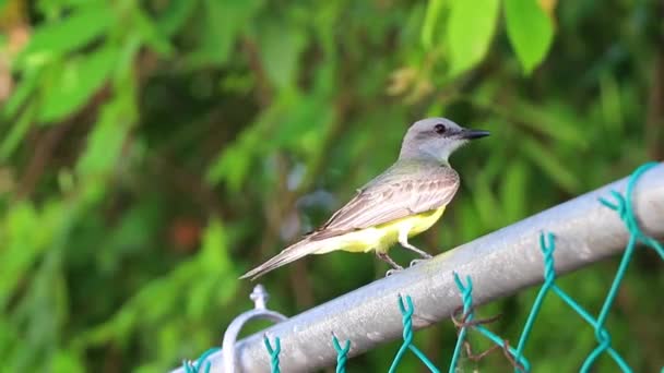 Bellissimo Uccello Giallo Tropicale Dei Caraibi Social Flycatcher Myiozetetes Similis — Video Stock