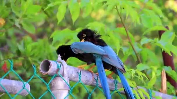 Yucatan Jay Bird Birds Tree Trees Tropical Jungle Forest Nature — Vídeo de stock