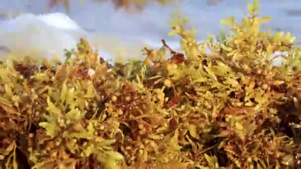 Beautiful Caribbean Beach Totally Filthy Dirty Nasty Seaweed Sargazo Problem — Vídeo de stock