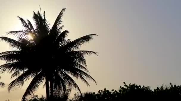 Gyönyörű Színes Napfelkelte Árnyas Pálmafákkal Napsütéssel Felhők Mögött Dzsungelben Playa — Stock videók
