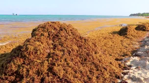 美しいカリブ海のビーチは完全に汚く プラヤ カルメンキンタナ メキシコの厄介な海藻サラゾ問題を汚れています — ストック動画