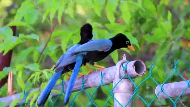 Yucatan Gay Bird Birds Tree Trees Tropical Jungle Forest Nature — Vídeo de Stock