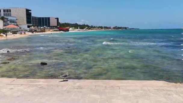 墨西哥卡门 金塔纳罗奥州海鸥海鸥海鸥鸟栖息在码头上 — 图库视频影像
