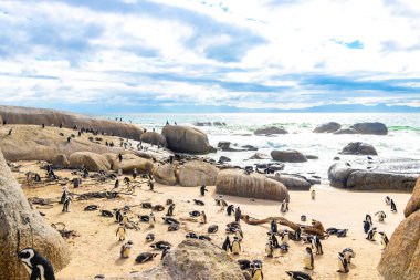 Güney Afrika penguen kolonisi gözlüklü penguen su kuşları tek penguen ve grup Simons Town Capetown Batı Afrika Capetown Güney Afrika Capetown 'da.