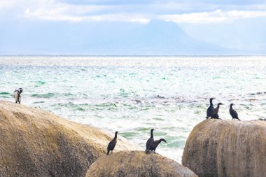 Güney Afrika penguen kolonisi gözlüklü penguen su kuşları tek penguen ve grup Simons Town Capetown Batı Afrika Capetown Güney Afrika Capetown 'da.
