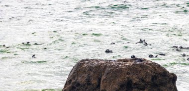 Güney Afrika penguen kolonisi gözlüklü penguen su kuşları tek penguen ve grup Simons Town Capetown Batı Afrika Capetown Güney Afrika Capetown 'da.