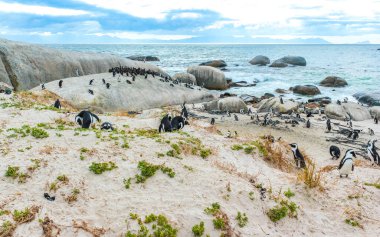 Güney Afrika penguen kolonisi gözlüklü penguen su kuşları tek penguen ve grup Simons Town Capetown Batı Afrika Capetown Güney Afrika Capetown 'da.
