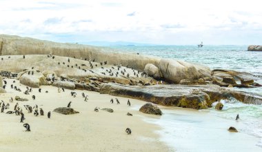 Güney Afrika penguen kolonisi gözlüklü penguen su kuşları tek penguen ve grup Simons Town Capetown Batı Afrika Capetown Güney Afrika Capetown 'da.