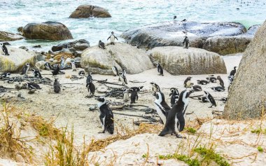 Güney Afrika penguen kolonisi gözlüklü penguen su kuşları tek penguen ve grup Simons Town Capetown Batı Afrika Capetown Güney Afrika Capetown 'da.