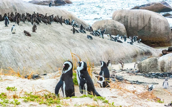 Dél Afrikai Pingvinek Kolónia Szemüveges Pingvinek Vízimadarak Egyetlen Pingvin Csoport — Stock Fotó