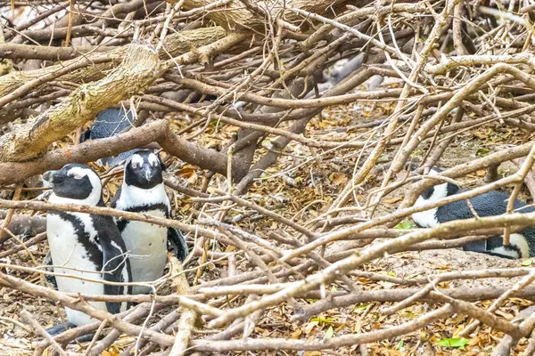 由眼镜企鹅 单只企鹅和群鸟组成的南非企鹅聚居地位于西门子镇开普敦西角西南非 — 图库照片