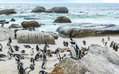 Güney Afrika penguen kolonisi gözlüklü penguen su kuşları tek penguen ve grup Simons Town Capetown Batı Afrika Capetown Güney Afrika Capetown 'da.